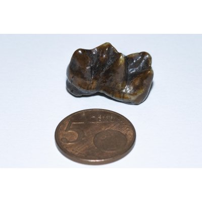 Tapirus veroensis (premolar)